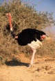 Red neck ostrich.jpg